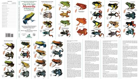 frog species chart - Keski