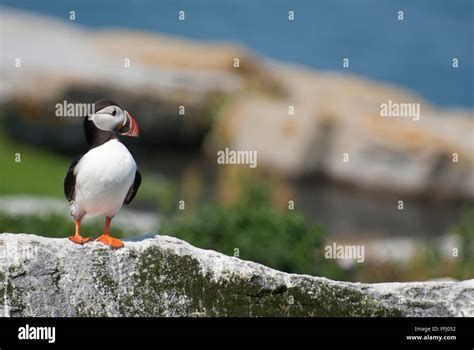 Atlantic Puffin with its colorful beak during breeding season that resembles a parrot, is ...