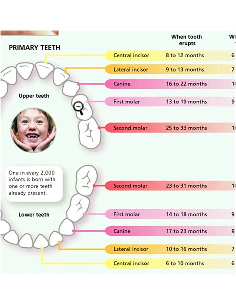 12+ Free Download Best Printable Teeth Chart for Your Baby | Mous Syusa