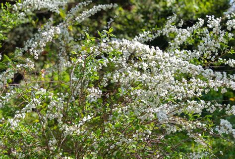 How to Grow and Care for Bridal Wreath Spirea