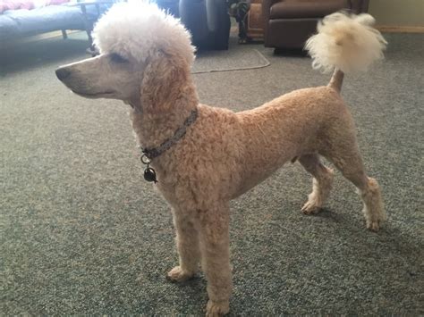 10 month Standard Height/Weight! - Poodle Forum - Standard Poodle, Toy ...