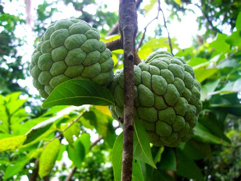 Atis or Sugarapple or Sweetsop #atis #fruit | Greatful, Youtube, Fruit