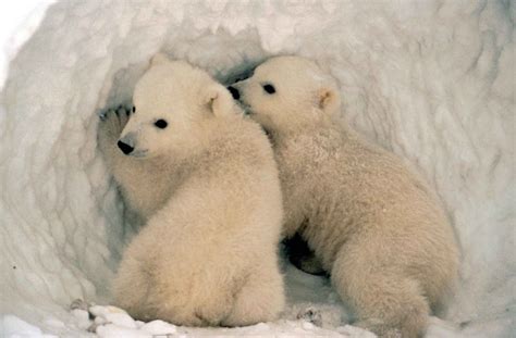File:Polar bear cubs in the snow.jpg - Wikimedia Commons