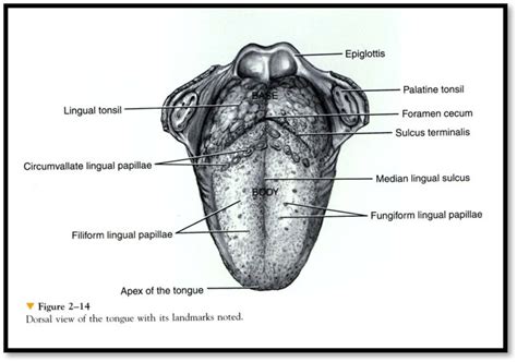 Tongue and Taste 1021 Diagram | Quizlet