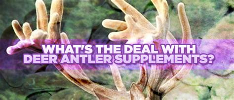 Health Facts About Deer Antler Velvet Supplements