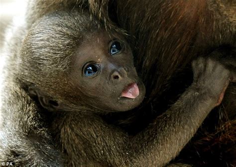 Cheeky monkey: Baby primate strikes a pose as he makes his public debut ...