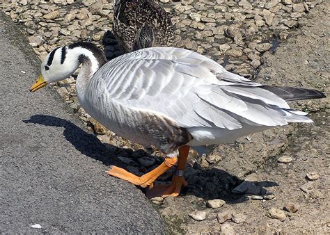 File:Bar-headed.goose.slimbridge.arp.jpg - Wikimedia Commons