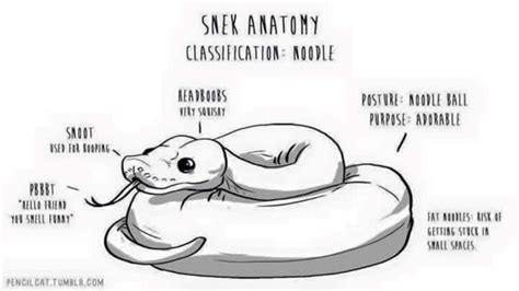 Snake anatomy for the common owner. : snakes