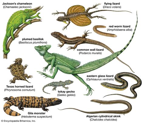 Lizard | Definition, Types, Characteristics, Classification, & Facts ...