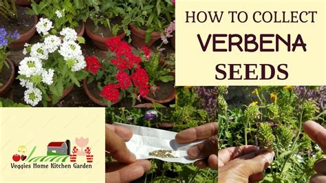 How to Collect Verbena Seeds for Next Season at @AsimGarden - YouTube