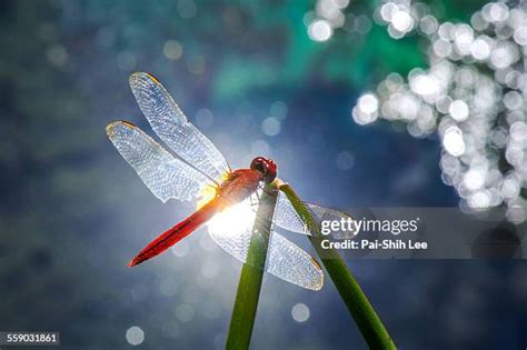 2,958 Red Dragonfly Stock Photos, High-Res Pictures, and Images - Getty ...