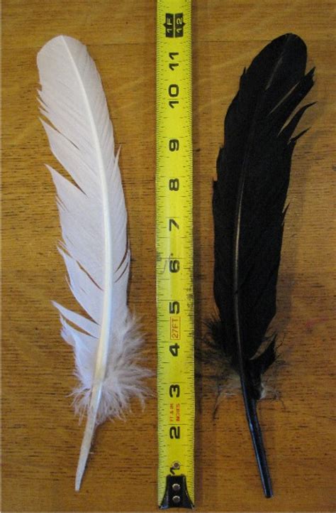 Glacier Wear - Black or White Turkey Feathers For Sale