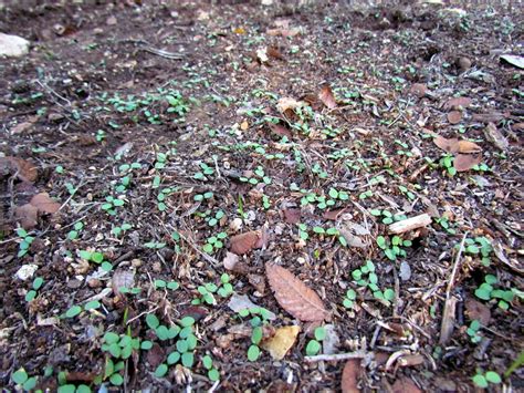 Patchwork Garden: Seeing Green....