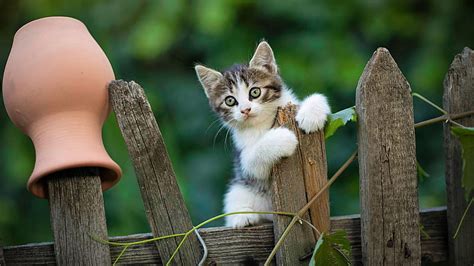 Black White Cat Kitten Is Sitting On Top Of Wood Fence In Blur Green Leaves Background Cat, HD ...