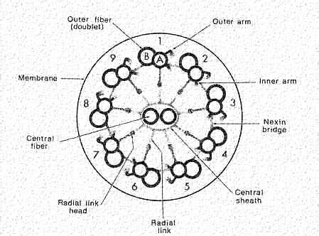 Cilia Diagram