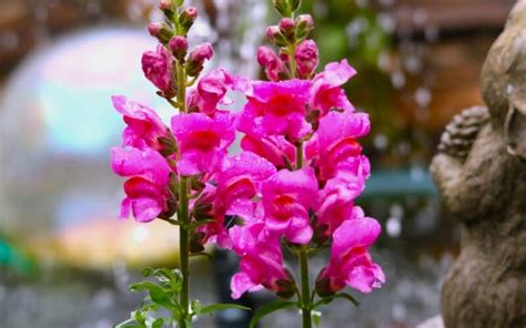 Ultimate Guide to Pinching Snapdragon - Plants Craze