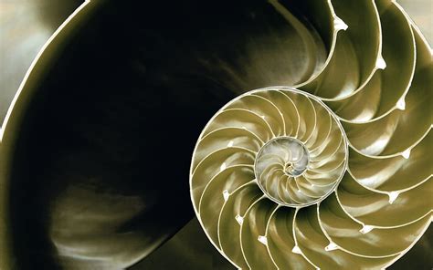 Beige and black spiral wallpaper HD wallpaper | Wallpaper Flare