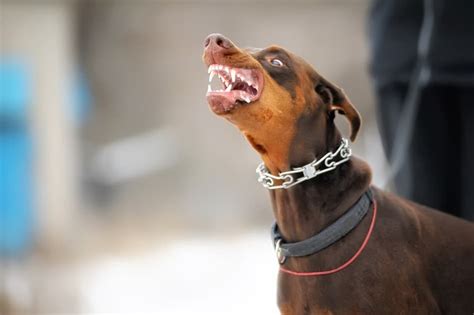 Are Dobermans Mean, Dangerous, or Overly Aggressive? - Doberman Planet