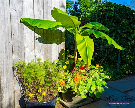 Canadian Nature Visions | Annapolis Royal Gardens