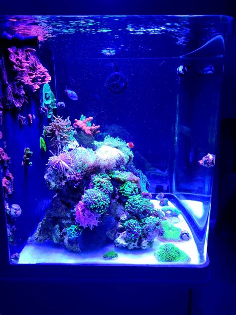 Iowa - Live Goods - Coral (Mostly Euphyllia) | Reef2Reef