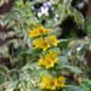 Lysimachia Species, Circle Flower, Yellow Loosestrife Lysimachia punctata