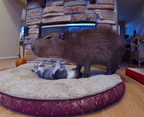 Cat's friendship with Capybara iz unusual... but totally awesome! (Gallery)