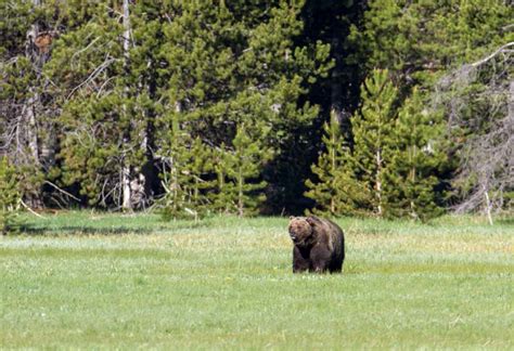 Interior abruptly halts grizzly restoration efforts – Methow Valley News