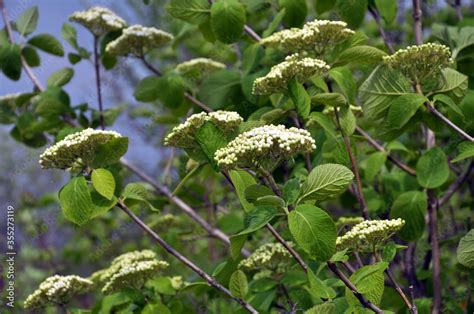 Viburnum (Viburnum lantana) blooms in spring Stock Photo | Adobe Stock