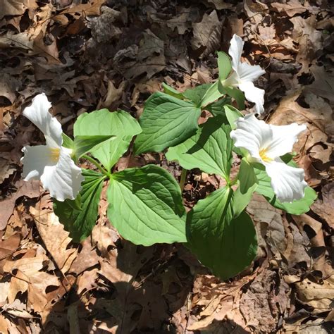 Trillium grandiflorum (Large-flowered or Great White Trillium)