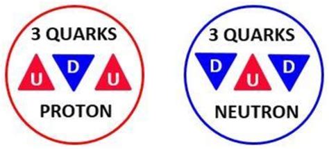 -Both the proton and the neutron are made of three quarks and based on ...