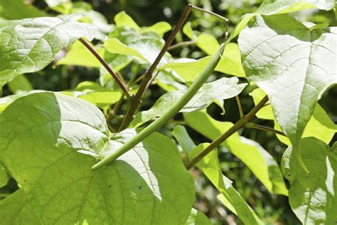 A green beanpod hangs from a catawba tree branch. | Catawba tree, Tree seeds, Tree