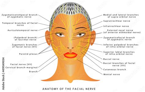 Anatomy of the facial nerve. The mandibular nerve and other nerves of ...