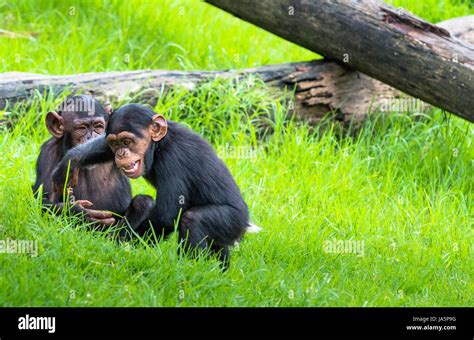 Two baby Chimpanzees playing Stock Photo - Alamy