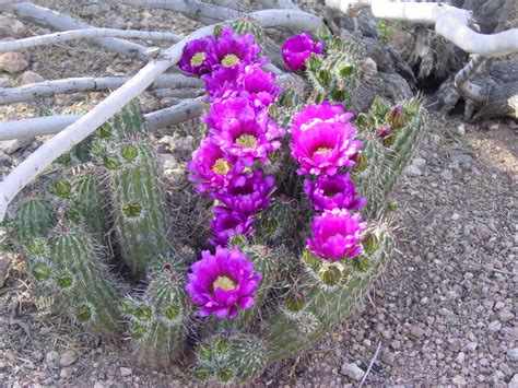 Tucson Daily Happenings: "The beauty of the Sonoran Desert"