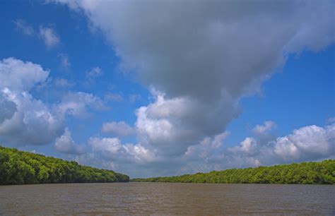 Mangroves: The Coastal Superheroes | Roundglass | Sustain