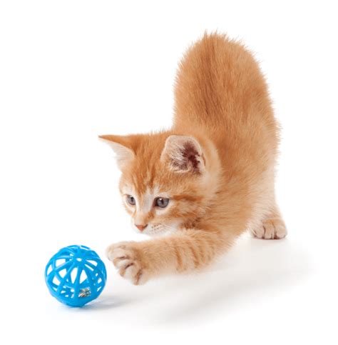 Fun Toys for the Special Cat in Your Life - My 3 Little Kittens