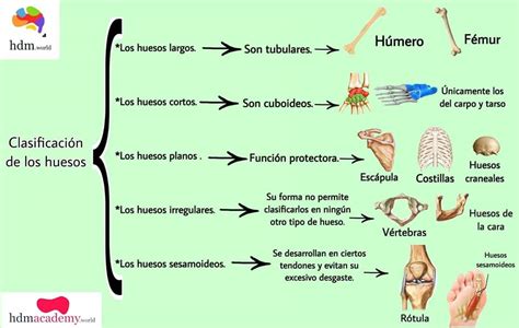 Huesos Cortos