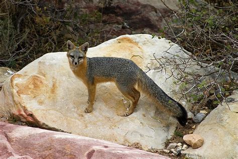 Gray Fox, Red Rock Canyon, Nevada by James Marvin Phelps