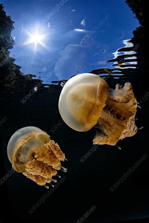 Golden jellyfish - Stock Image - C055/4311 - Science Photo Library