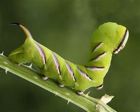 Privet Hawk Moth Caterpillar by TerryMcK | ePHOTOzine