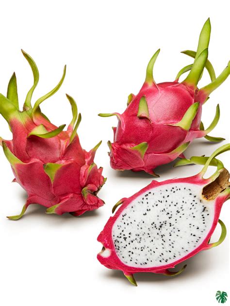 Buy White Dragon Fruit Plant | Peppyflora®