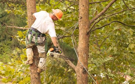 A Handy DIY Tree Trimming Guide