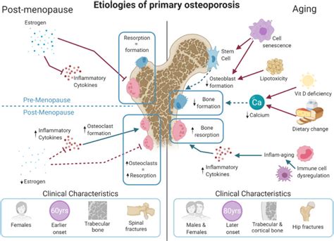 A clinician's guide to the management of geriatric musculoskeletal ...