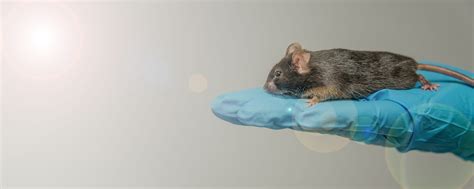 What Is Animal Research? | Foundation for Biomedical Research