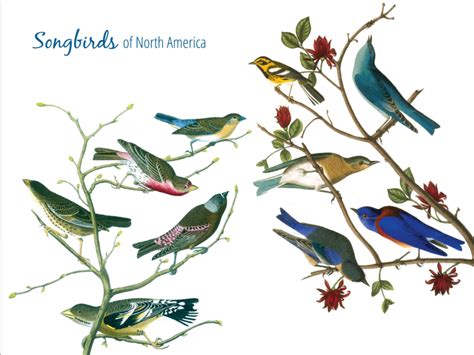 Review: Songbirds of North America by Drew Weber | Nemesis Bird