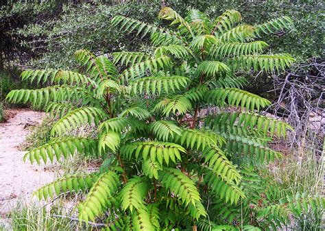 How to identify and remove a tree of heaven