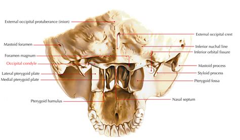 Occipital Condyle – Earth's Lab