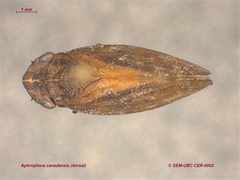 Aphrophora