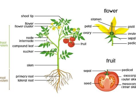 Tips For Pruning Tomatoes | Maintenance, Gardening | Blooming Secrets