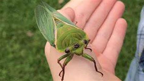 Monster green grocer cicada unearths itself near Mt Gambier | PerthNow